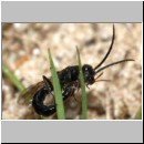 Methocha ichneumonides - Trugameise 02 5-12mm Paarung.jpg